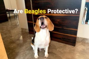 Beagle being Protective