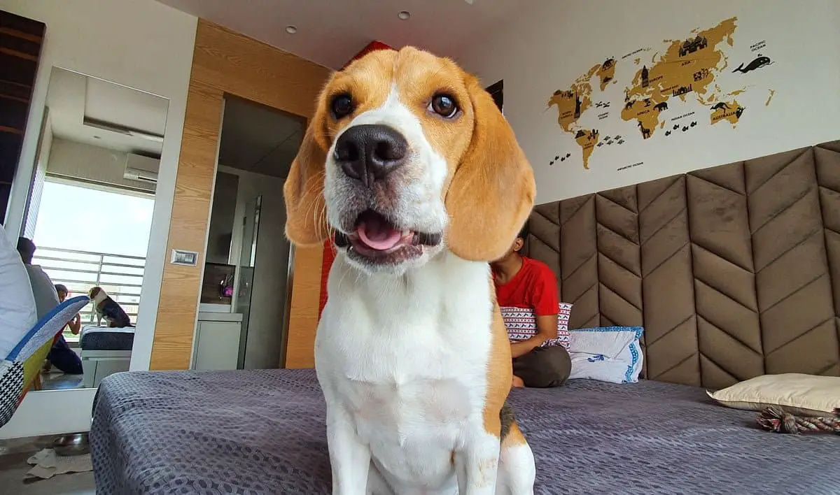 Beagle looking at the camera