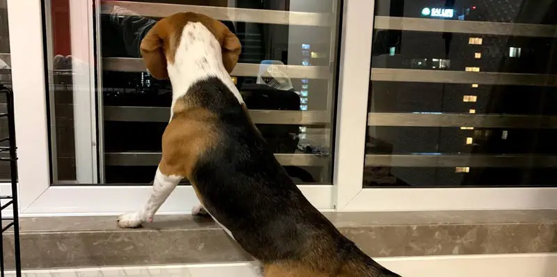 beagles as watch dogs