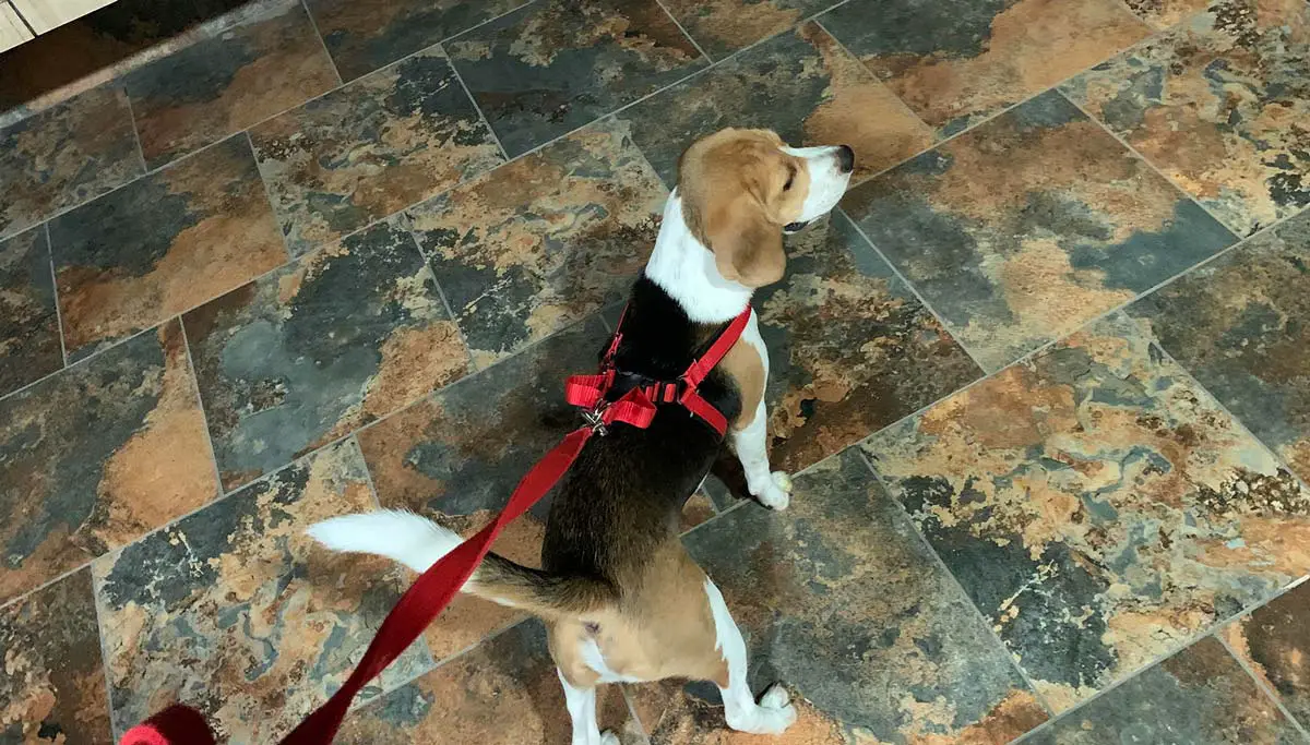 beagle on a leash