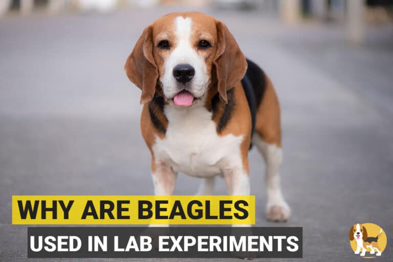 Why are Beagles used in Lab Experiments, Research and Testing - Beagle Care