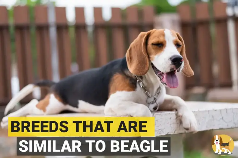 why do beagles have long ears