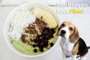 A beagle looking at a bowl of fiber rich food