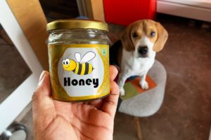 A beagle ready to eat honey