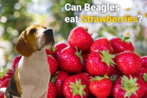 a beagle looking at strawberries