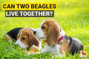 Two Beagles sitting in a garden