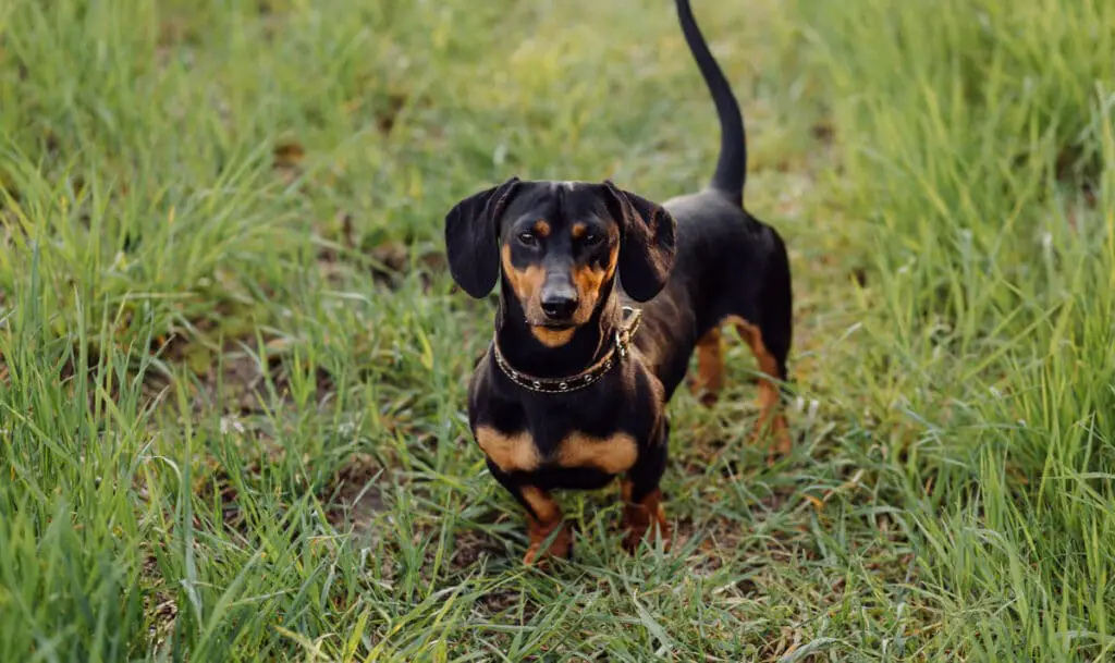 7 Dog Breeds Similar to Beagle | Beagle Care