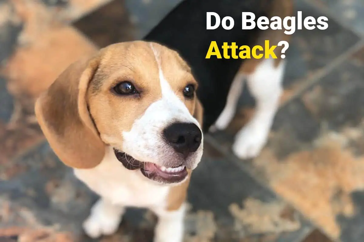 Angry Beagle ready to attack