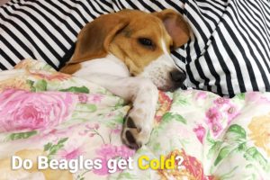 Beagle sleeping under a blanket in cold weather