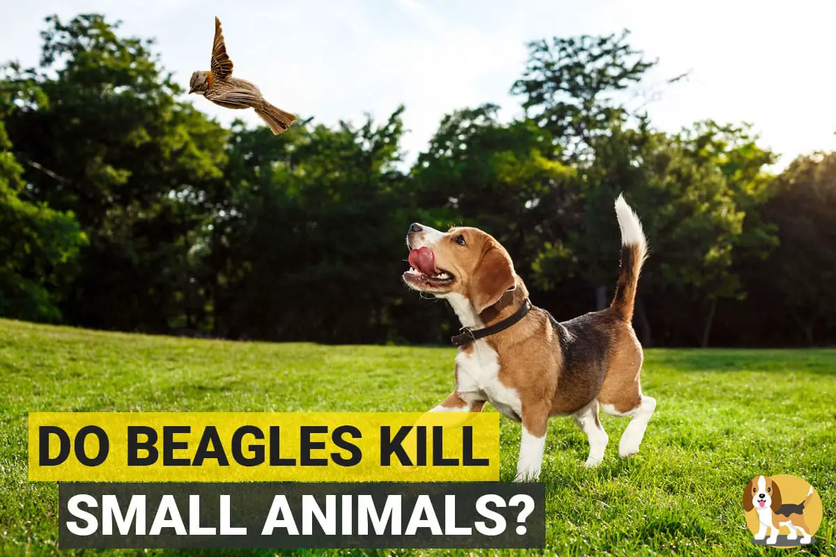 Beagle attacking a bird