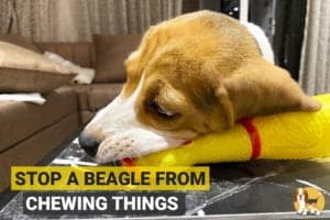 Beagle Chewing on furniture