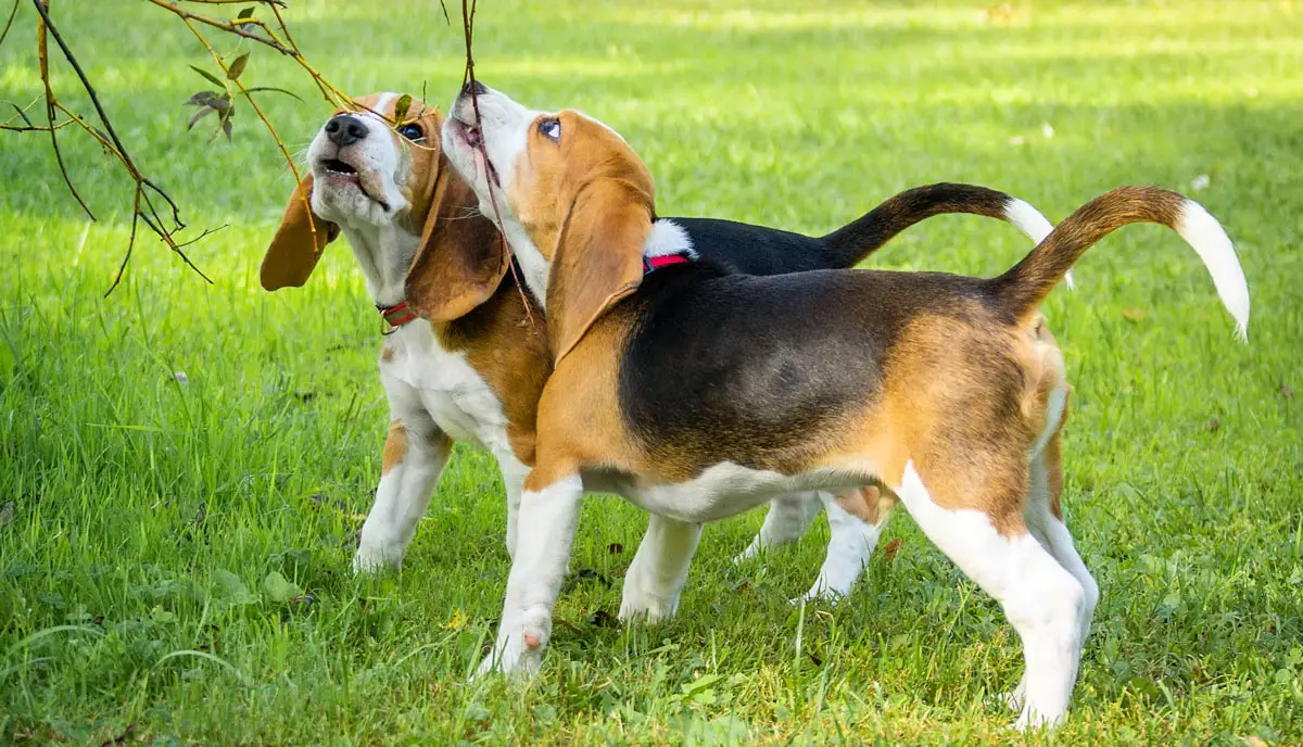 two beagles playing