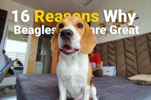 Beagle standing