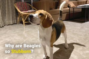 A beagle standing and being stubborn