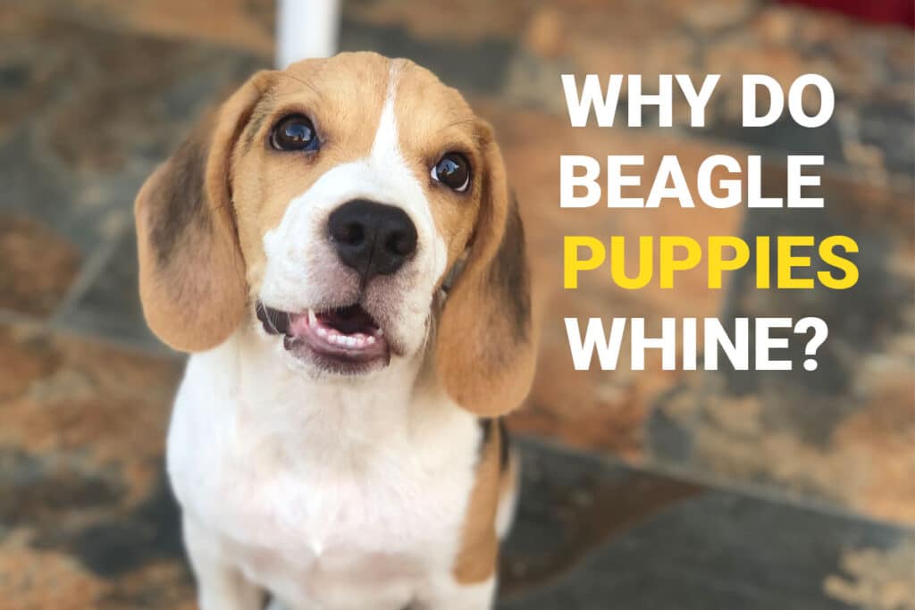 Why do Beagle Puppies Whine? Beagle Care
