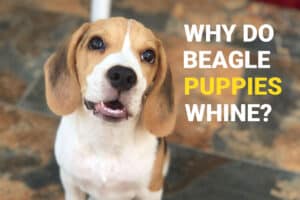 Beagle puppy standing and whining