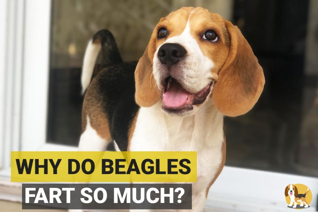 Why do beagles fart so much and What to do about it? Beagle Care