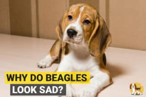 Sad looking beagle sitting on the floor