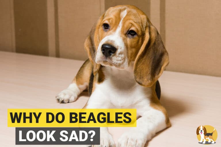 Why do beagles always look Sad and Depressed? - Beagle Care