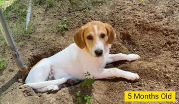 can a beagle and a pyrenean mountain dog be friends