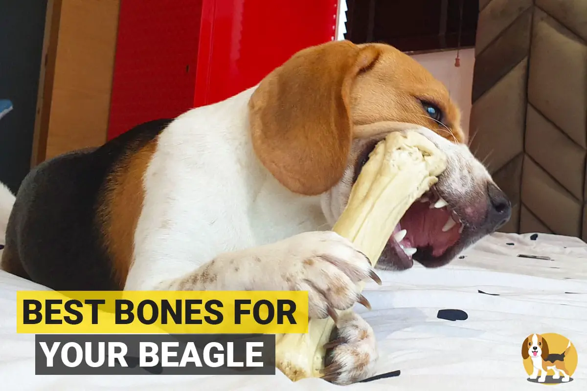 Beagle chewing a bone