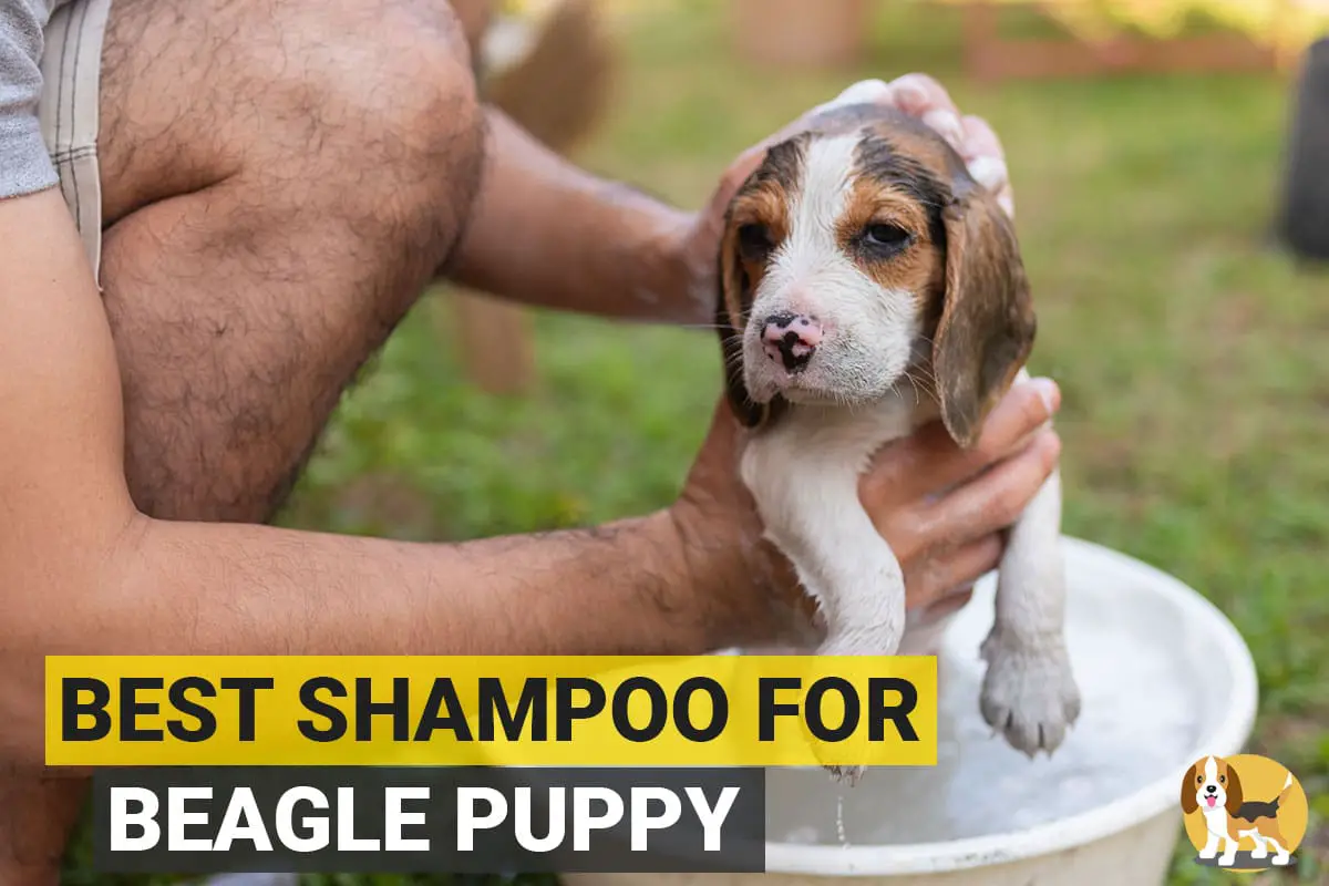 Beagle puppy bathing with a shampoo.
