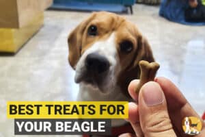 Beagle looking at his treat.