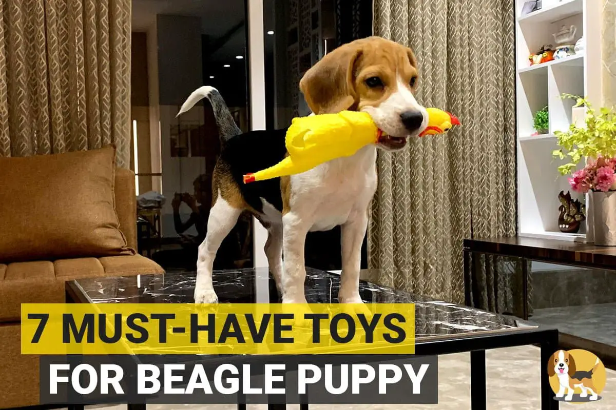 Beagle puppy with a toy