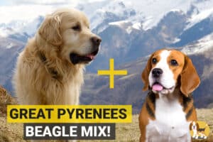 Great Pyrenees and Beagle