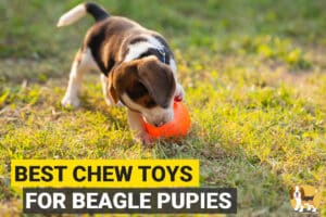 Beagle chewing a toy