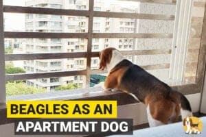 a beagle standing at an apartment window and looking outside