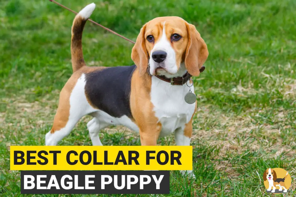 7 Best Collars for your Beagle Puppy - Beagle Care