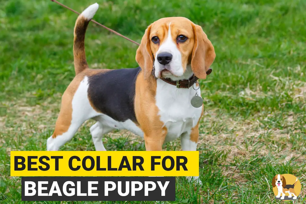 Beagle with a collar and a leash