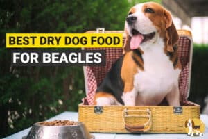 Beagle and his dog food