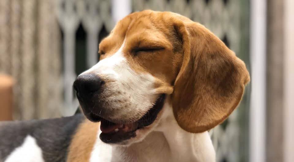beagle smiling