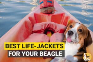 Beagle with lifejackets
