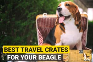 Beagle in a picnic bag