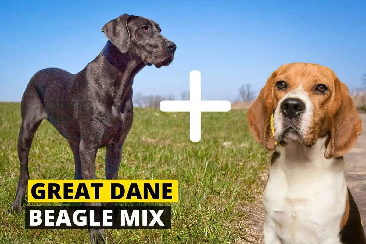 Beagle Great Dane Mix