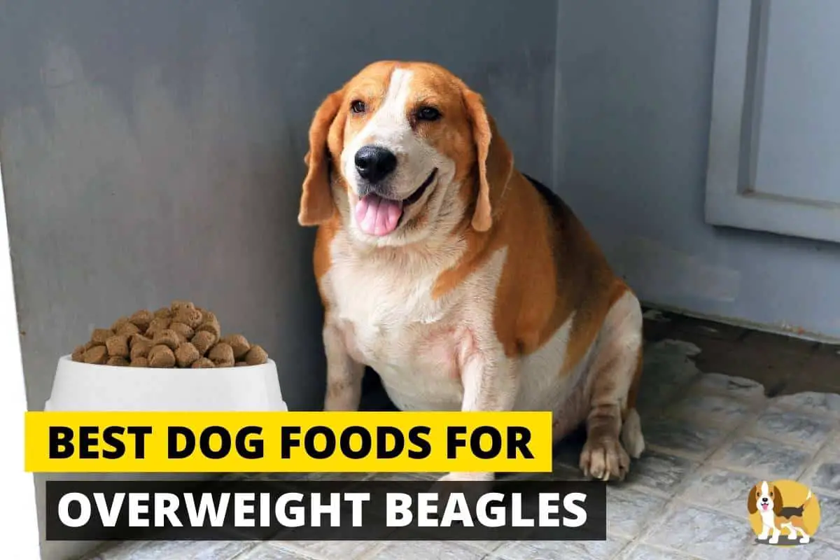 Overweight beagle's dog food