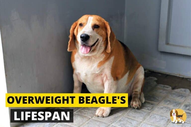Overweight Beagles' Lifespan How Obesity can affect their health
