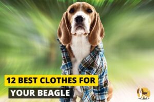 Beagle wearing clothes