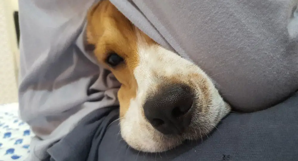 beagle snuggled on my lap