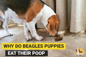 beagle puppy eating his poop