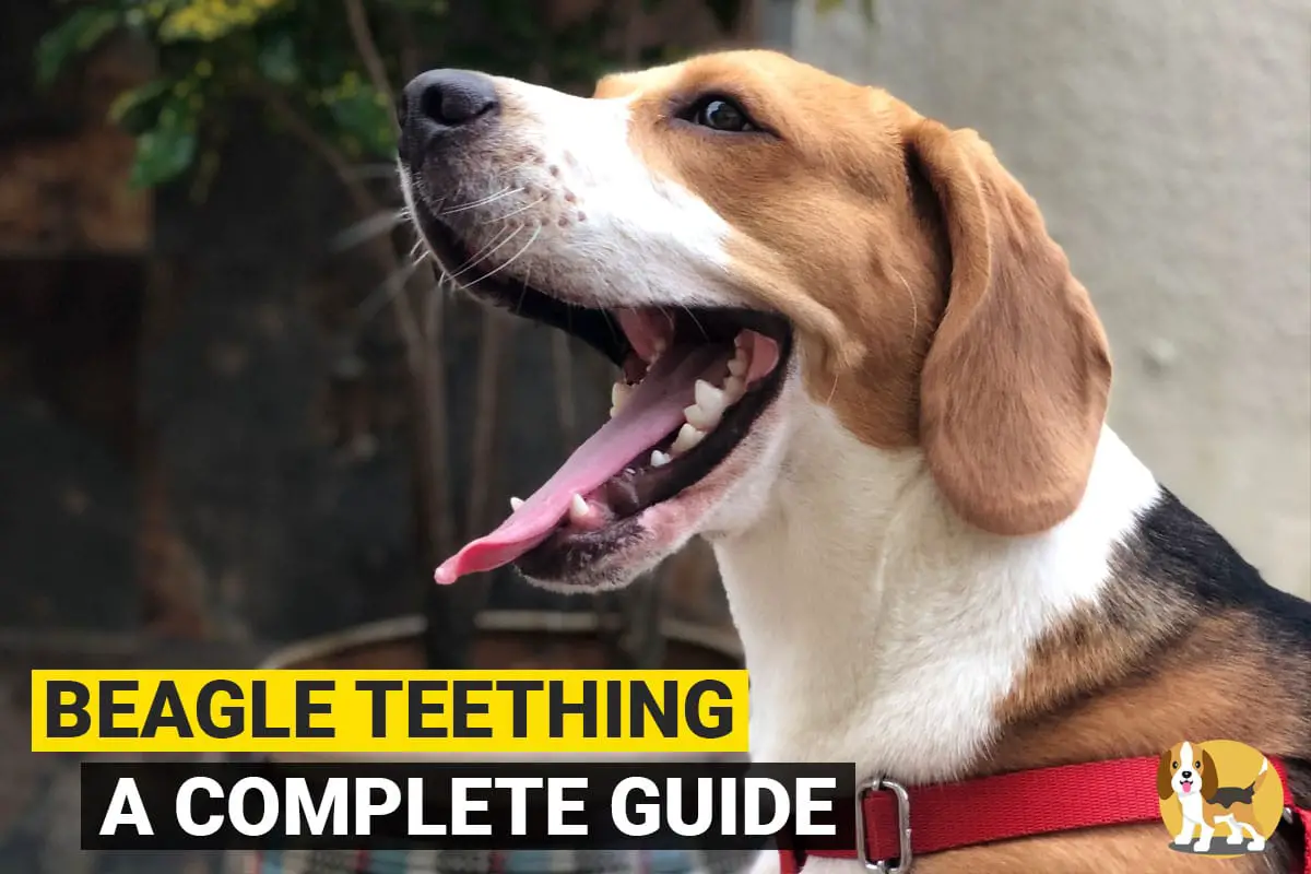 Beagle teething