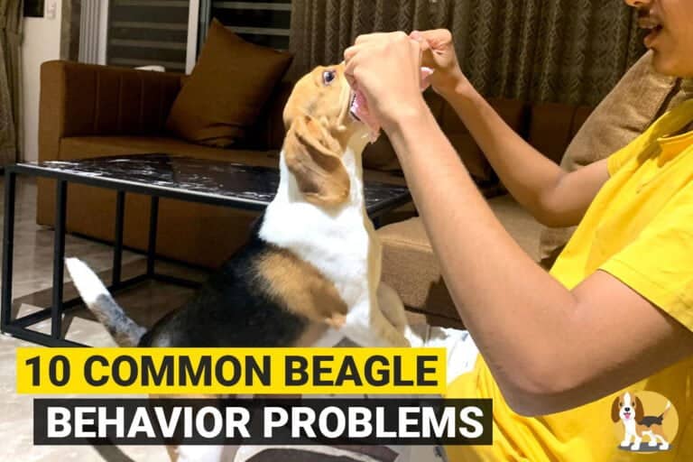 10 Common Beagle Behavior Problems and How to Fix Them - Beagle Care