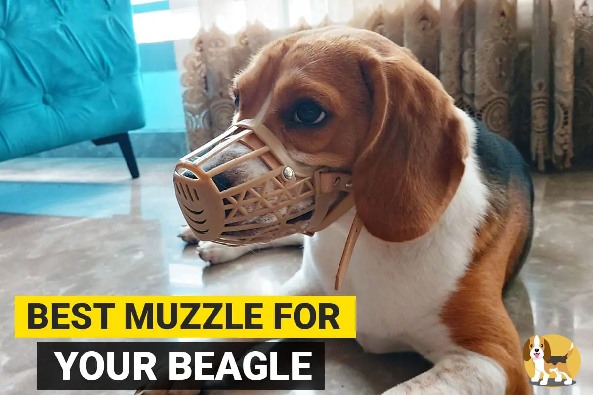 beagle wearing muzzle