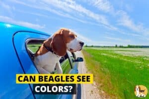 Beagle seeing outside