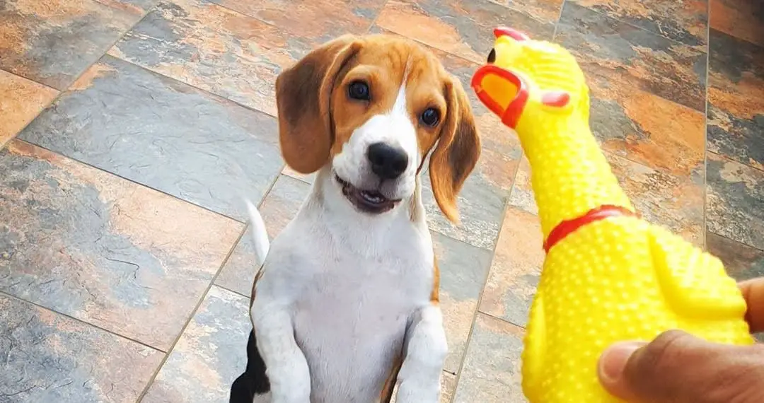 Beagle looking at his new Chew Toy