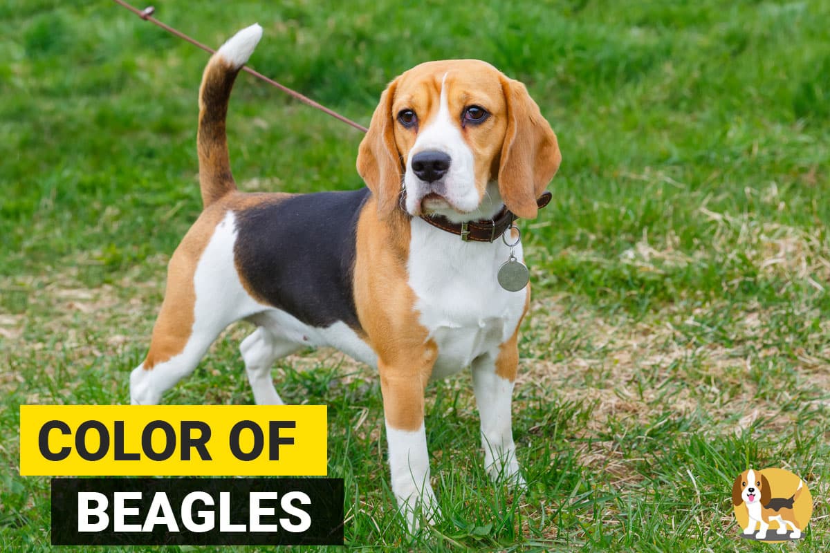 Beagle Color Chart Coloring Pages Beagle Color Chart Coloring Pages