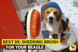 Beagle and deshedding brush